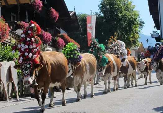 Tiere auf dem Heimweg von der Alm