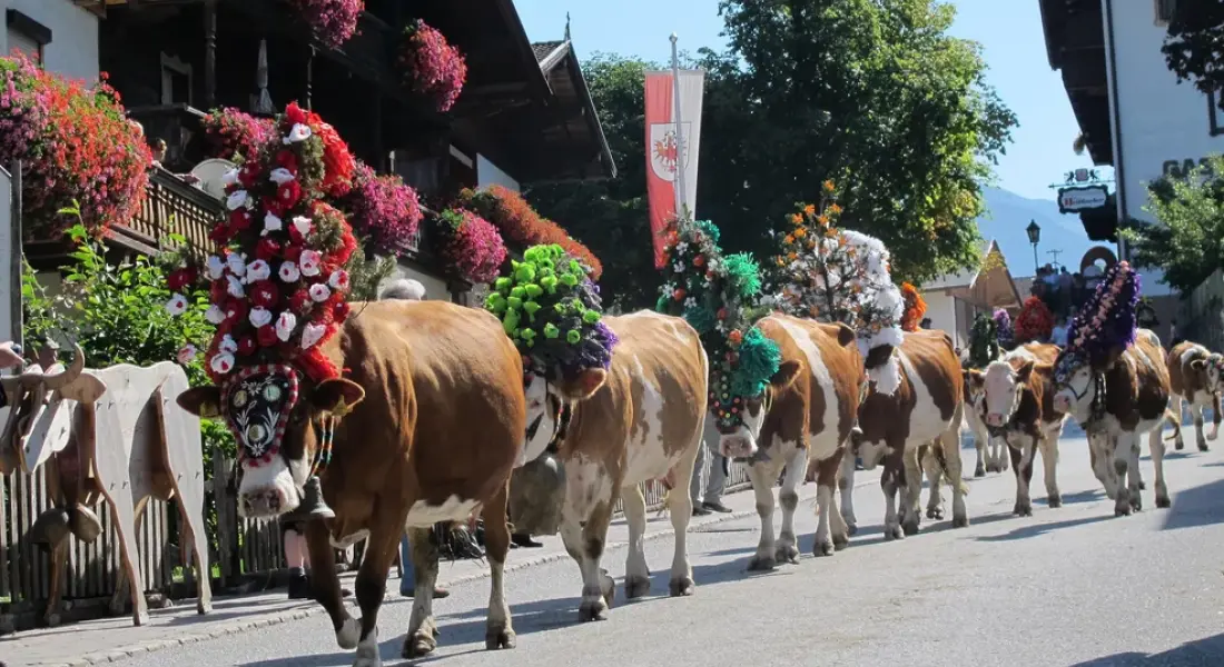 Tiere auf dem Heimweg von der Alm