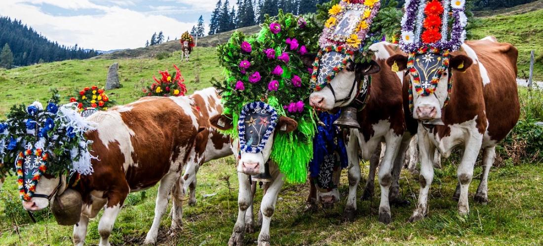 Bildrechte beim Tourismusverband Wildschönau